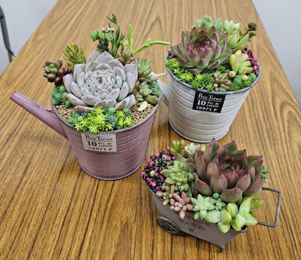 多肉植物－寄せ植え教室ー