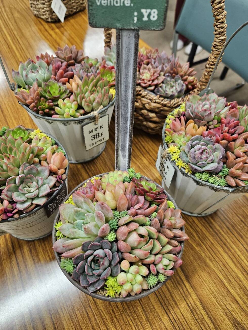 多肉植物－寄せ植え教室－
