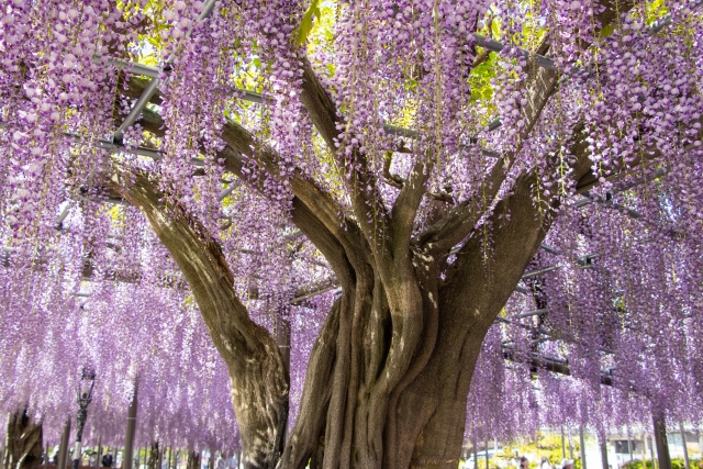 土佐のお庭は薬箱～身近な土佐の民間薬2026〈夏の民間薬〉～
