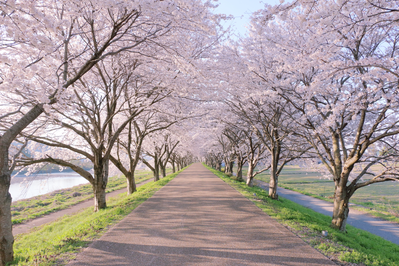 桜並木