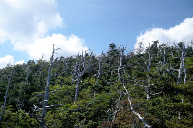 高知観光トク割キャンペーン