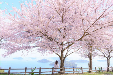 桜彩る荘内半島「紫雲出山」とにがり衛門の豆腐ランチ
