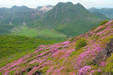山歩き旅行・ミヤマキリシマの九重連山縦走3日間<初~中級> 山歩き旅行・ミヤマキリシマの九重連山縦走3日間<初~中級>