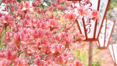 「高知県観光博覧会　牧野博士の新休日～らんまんの舞台・高知～関連イベント」草花体感ウォーキングイベント（4/15安芸市）