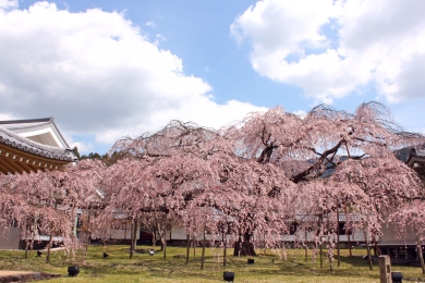 醍醐寺（イメージ）