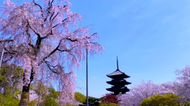 春の京都・桜名所めぐり2日間 春の京都・桜名所めぐり2日間