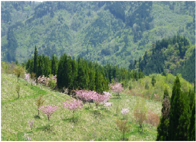 稲叢山 天空のバルコニー遅咲きの桜&アケボノつつじ 草花ガイドと博士ゆかりのお花を探す旅 稲叢山 天空のバルコニー遅咲きの桜&アケボノつつじ 草花ガイドと博士ゆかりのお花を探す旅
