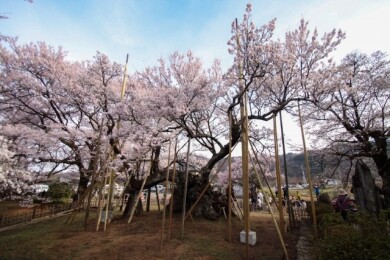 桜の名所を訪ねる南アルプス2日間~山高神代桜、慈雲寺の糸桜、わに塚の桜、甲斐善光寺~ 桜の名所を訪ねる南アルプス2日間~山高神代桜、慈雲寺の糸桜、わに塚の桜、甲斐善光寺~