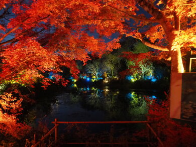 光と花火の饗宴　北川村　モネの庭ナイトキャンバス