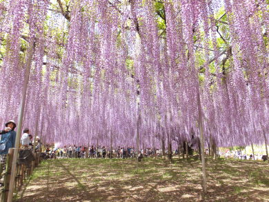 あしかがフラワーパーク・大藤まつりとネモフィラの国営ひたち海浜公園2日間 あしかがフラワーパーク・大藤まつりとネモフィラの国営ひたち海浜公園2日間