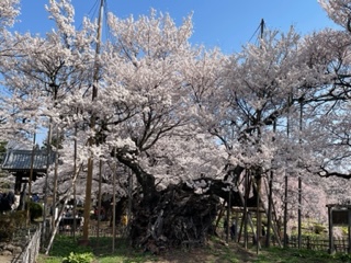 ~「星野リゾート・リゾナーレ八ヶ岳」宿泊~桜の名所を訪ねる南アルプス2日間 ~「星野リゾート・リゾナーレ八ヶ岳」宿泊~桜の名所を訪ねる南アルプス2日間