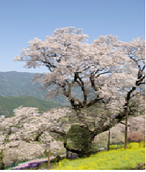 吾川のひょうたん桜・中越家の枝垂れ桜 大渡ダム公園・佐川 牧野公園 吾川のひょうたん桜・中越家の枝垂れ桜 大渡ダム公園・佐川 牧野公園