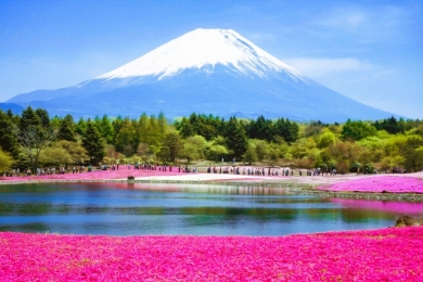 富士山を彩るお花の絨毯めぐり3日間