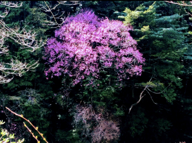 春の古刹　ぼたんが彩る国分寺　新緑の瀬戸川渓谷　巨木あけぼのつつじ