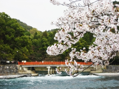 宇治川の桜（イメージ）