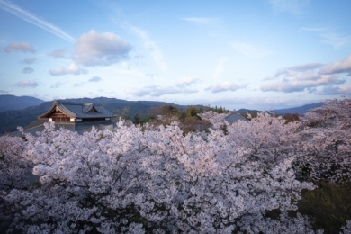 将軍塚青龍殿の桜（イメージ）