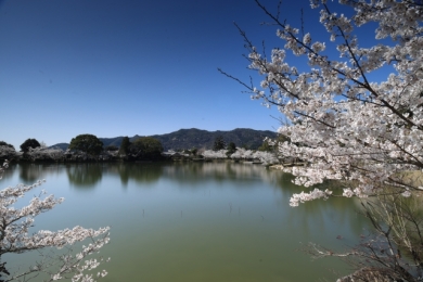 大覚寺・大沢池の桜（イメージ）