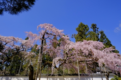 春の京都・桜名所めぐり2日間 春の京都・桜名所めぐり2日間