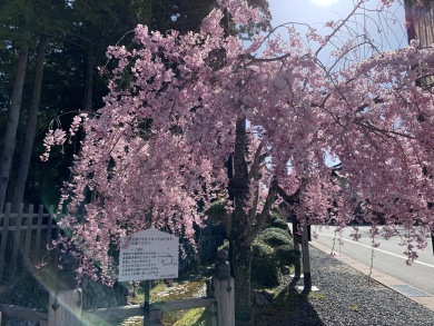 金剛峯寺前のしだれ桜