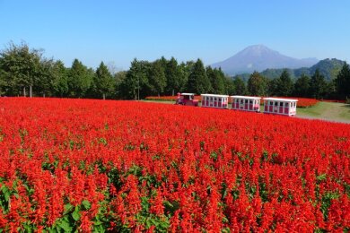 とっとり花回廊・サルビアの花畑（イメージ