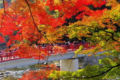 紅葉の香嵐渓、湖東三山、永源寺 紅葉の香嵐渓、湖東三山、永源寺