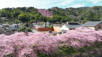 河津桜