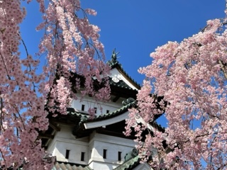 ～みちのく桜の名所と秘境・玉川温泉～春の奥東北周遊　3日間