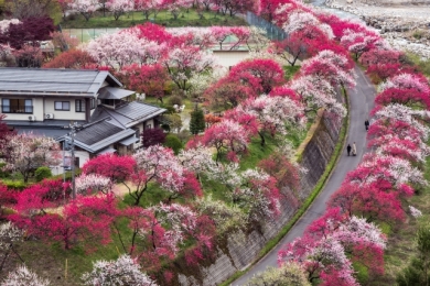 日本一の花桃の里 南信州 昼神温泉2日間 日本一の花桃の里 南信州 昼神温泉2日間