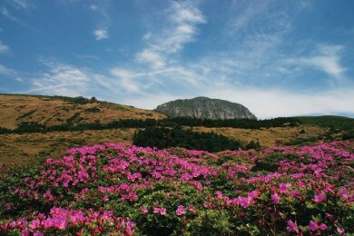 ツツジ咲く済州島フラワーハイキング4日間 ~ハルラサンと世界遺産・城山日出峰~ ツツジ咲く済州島フラワーハイキング4日間 ~ハルラサンと世界遺産・城山日出峰~