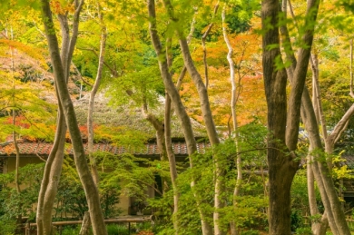祇王寺（イメージ）
