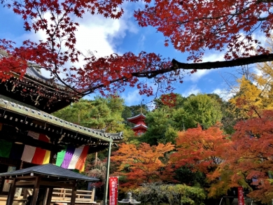 ことこと歩く古都京都2日間　”御寺”泉涌寺と錦秋の小倉山