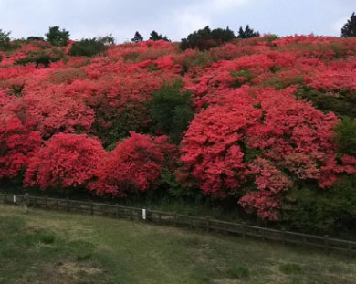 初心者のための山歩き旅行【第2回】阿波富士・ツツジ咲く高越山 初心者のための山歩き旅行【第2回】阿波富士・ツツジ咲く高越山