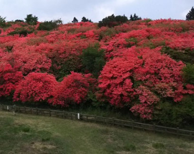 初心者のための山歩き旅行【第2回】阿波富士・ツツジ咲く高越山