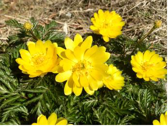 土佐町冬季限定ツアー！古農家カフェ『いちょうの家』