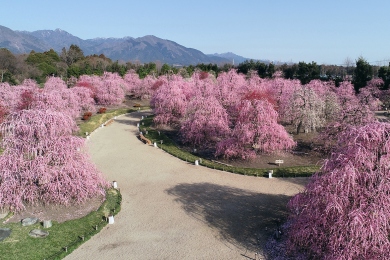 鈴鹿の森庭園(イメージ) 鈴鹿の森庭園(イメージ)