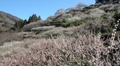 阿川梅の里と神山温泉いやしの湯