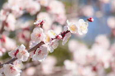 阿川梅の里と神山温泉いやしの湯 阿川梅の里と神山温泉いやしの湯