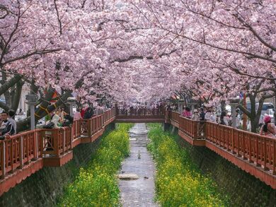 桜とグルメの慶州・釜山・鎮海 4日間 ~韓国最大の桜祭り「鎮海(チネ)軍港祭り」~(改訂版) 桜とグルメの慶州・釜山・鎮海 4日間 ~韓国最大の桜祭り「鎮海(チネ)軍港祭り」~(改訂版)