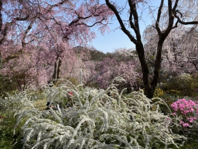 原谷苑（イメージ）