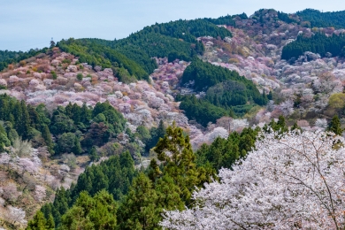 吉野山千本桜（イメージ）