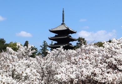 京都・奈良　桜名所を訪ねて3日間