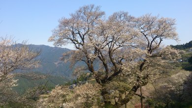 土佐のさくら名所めぐり2026