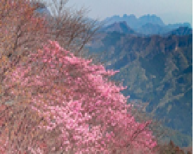 春の風に乗って　アケボノツツジ咲くUFOライン