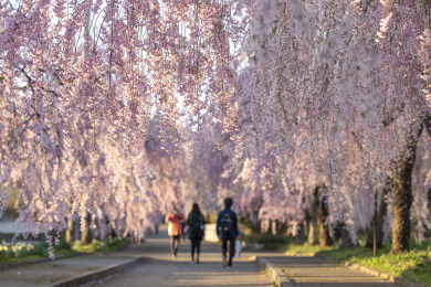 旧日中線しだれ桜（イメージ）