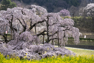 会津三春の滝桜と旧日中線しだれ桜　桜名所と温泉をめぐる3日間