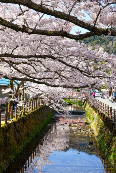 城崎温泉桜