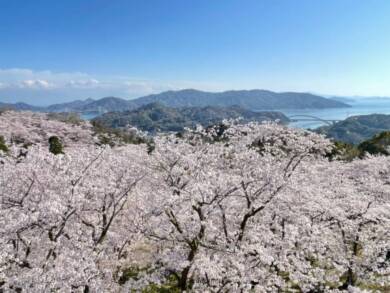 桜のしまなみ海道縦断2日間～きのえ温泉ホテル清風館 離島ステイ～