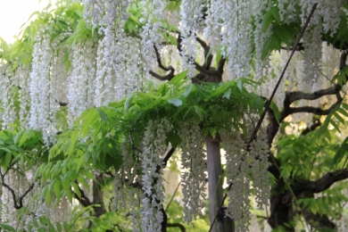 あしかがフラワーパーク　白藤