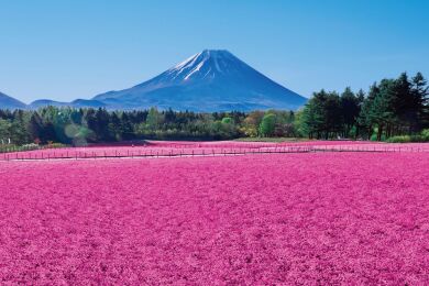 冨士本栖湖リゾート　冨士芝桜まつり