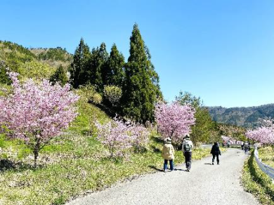 瀬戸川渓谷アケボノツツジとしゃくなげ公園の旅　　